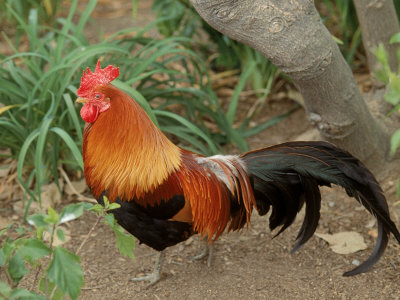 Jungle Rooster by Tony Ruta Pricing Limited Edition Print image