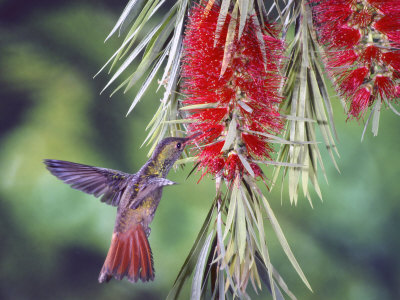 Rufous-Tailed Hummingbird, Feeding At An Introduced Australian Bottlebrush Tree, Costa Rica by Michael Fogden Pricing Limited Edition Print image