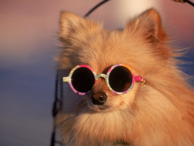 Dog Wearing Sunglasses, Florida by James Lemass Pricing Limited Edition Print image