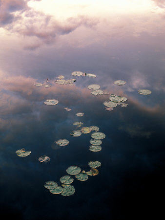 Reflection Of Clouds In Lake With Lily Pads by Stefan Hallberg Pricing Limited Edition Print image