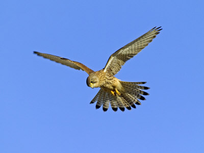 Kestrel, Female Hunting, Uk by David Tipling Pricing Limited Edition Print image