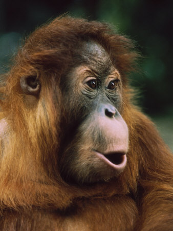 Portrait Of A Surprised Orangutan by Richard Stacks Pricing Limited Edition Print image