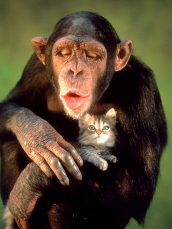 Portrait Of A Chimpanzee Holding Kitten by Richard Stacks Pricing Limited Edition Print image