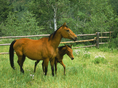 Horse And Foal by David Carriere Pricing Limited Edition Print image