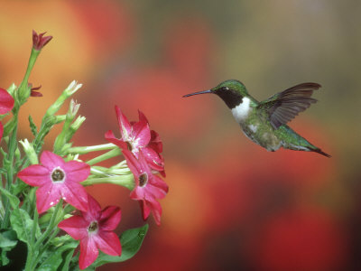 Ruby-Throated Hummingbird, Male, Illinois by Daybreak Imagery Pricing Limited Edition Print image