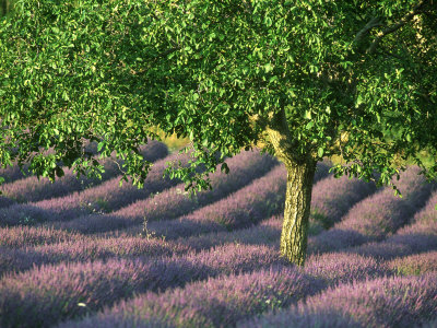 Lavender, With Walnut Tree, France by Alain Christof Pricing Limited Edition Print image