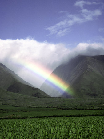 Rainbow In Sugar Cane Field by Mick Roessler Pricing Limited Edition Print image