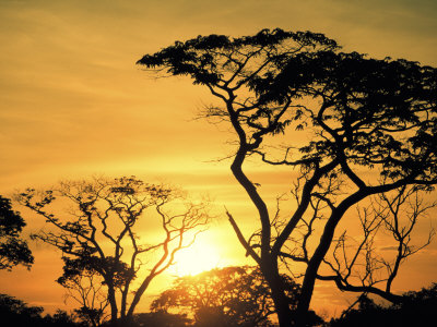 Botswana, Kalahari Desert, Sunset by Jacob Halaska Pricing Limited Edition Print image