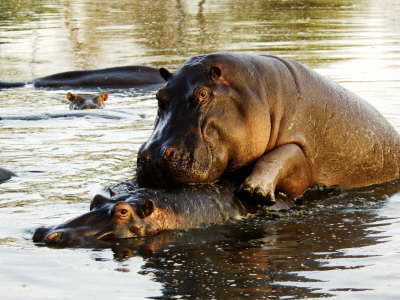 Hippopotamuses, Mating, Tanzania by Ariadne Van Zandbergen Pricing Limited Edition Print image