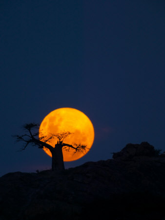 Baobab Tree On Mmamagwa Hill At Moonrise, Northern Tuli Game Reserve, Botswana by Roger De La Harpe Pricing Limited Edition Print image