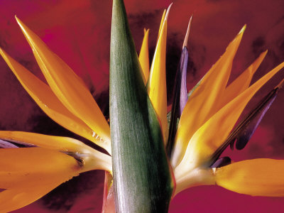 Bird Of Paradise Flower by Bill Whelan Pricing Limited Edition Print image