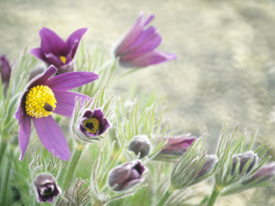 Pulsatilla Vulgaris (Pasque Flower) by Hemant Jariwala Pricing Limited Edition Print image
