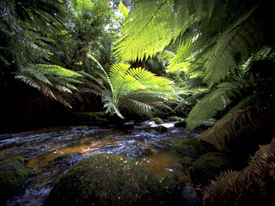 Rain Forest by Jean-Dominique Martin Pricing Limited Edition Print image