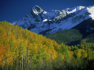 Aspen Trees, San Juan Mts, Colorado by David Carriere Pricing Limited Edition Print image