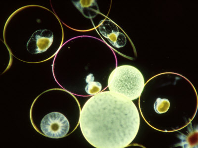 Mixed Plankton, Including Pyrocystis by Oxford Scientific Pricing Limited Edition Print image