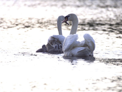 Two Swans In The Water by Frank Siteman Pricing Limited Edition Print image