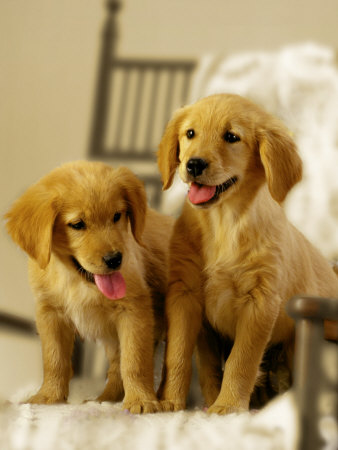 Two Golden Retriever Puppies Sitting In Chair by Jon Riley Pricing Limited Edition Print image
