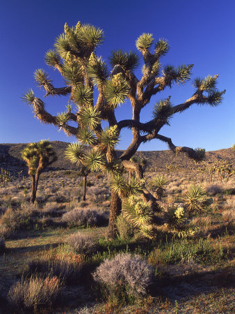 Joshua Tree, Joshua Tree National Park, Ca by David Carriere Pricing Limited Edition Print image