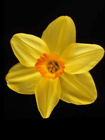 Blooming Perfect Daffodil by Fogstock Llc Pricing Limited Edition Print image
