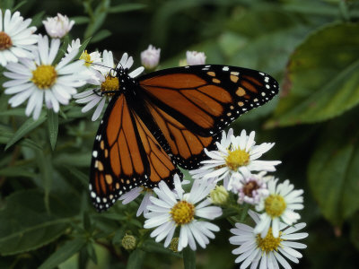 Monarch Butterfly On Daisies, Me by Todd Phillips Pricing Limited Edition Print image