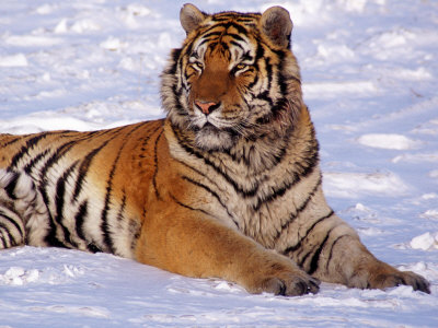 Siberian Tiger, Heilongiang Tiger Reserve, China by Ralph Reinhold Pricing Limited Edition Print image