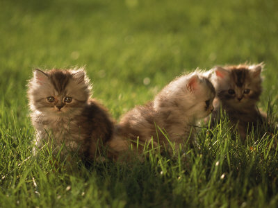 Persian Silver Patch Tabby Kittens Outdoors by Frank Siteman Pricing Limited Edition Print image