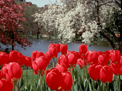 Tulips, Boston Public Garden, Ma by Alyx Kellington Pricing Limited Edition Print image