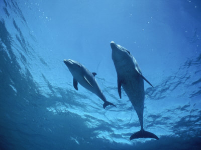 Mother And Calf Wild Bottlenose Dolphins by Jeff Rotman Pricing Limited Edition Print image
