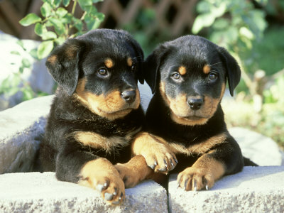 Rottweiler, Puppy Pair Relaxing by Alan And Sandy Carey Pricing Limited Edition Print image