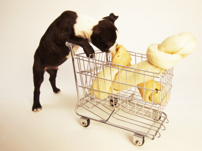 Boston Terrier Puppy Shopping For Bones by Fogstock Llc Pricing Limited Edition Print image