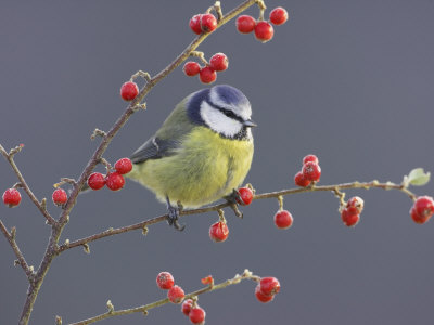 Blue Tit, Perched On Red Cotoneaster Berries, Scotland by Mark Hamblin Pricing Limited Edition Print image