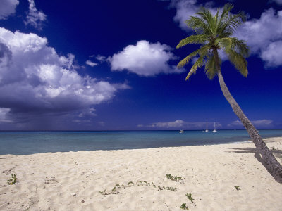Palm Tree On La Grange Beach, St. Croix by Walter Bibikow Pricing Limited Edition Print image