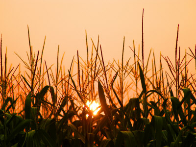 Cornfield At Sunrise by Timothy O'keefe Pricing Limited Edition Print image