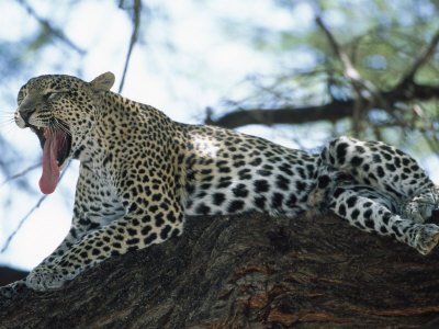 Leopard In Tree (Panthera Pardus), Mara, Kenya by Ralph Reinhold Pricing Limited Edition Print image