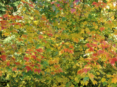 Acer Rubrum October Glory (Red Maple), November by Mark Bolton Pricing Limited Edition Print image