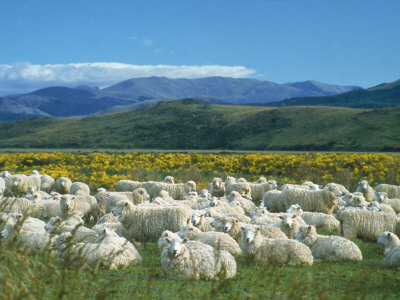 Sheep Grazing, New Zealand by Mick Roessler Pricing Limited Edition Print image