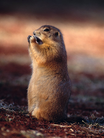 Prairie Dog Snacking by Fogstock Llc Pricing Limited Edition Print image