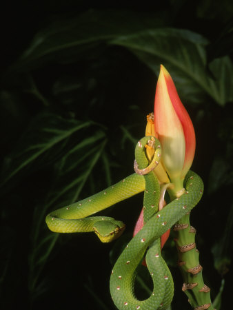 Waggler's Viper Snake by Marian Bacon Pricing Limited Edition Print image