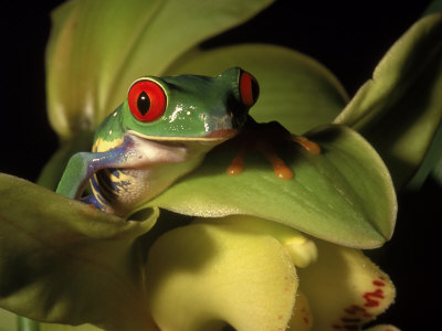 Tree Frog From Costa Rica, Agalychnis Callidryas by Frank Siteman Pricing Limited Edition Print image
