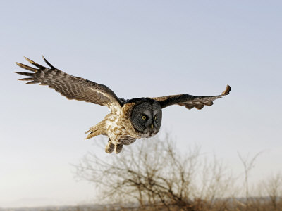 Great Grey Owl In Flight, Canada by Robert Servranckx Pricing Limited Edition Print image