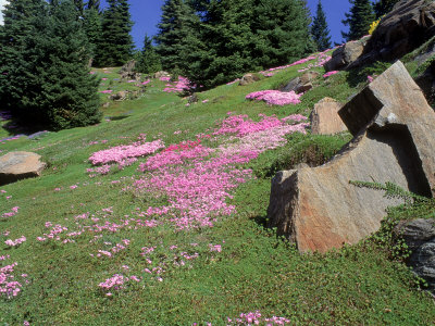 Spring, Ohme Gardens, Wenatchee, Wa by Mark Windom Pricing Limited Edition Print image