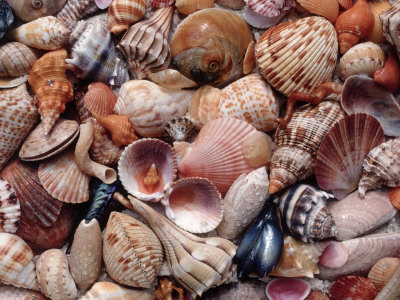 Local Shells, Sanibel Island, Fl by Priscilla Connell Pricing Limited Edition Print image