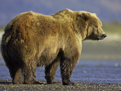 Grizzly Bear, Adult In Shallow Water, Alaska by Mark Hamblin Pricing Limited Edition Print image