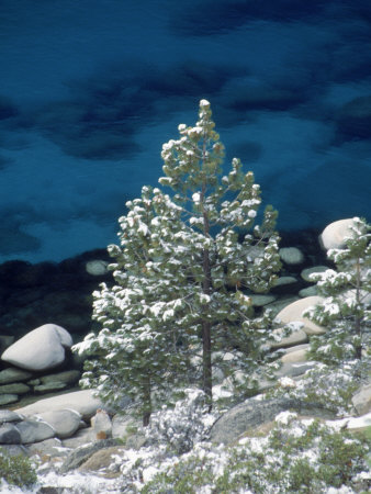 Snow Covered Evergreens, Lake Tahoe, Nv by Bill Melton Pricing Limited Edition Print image