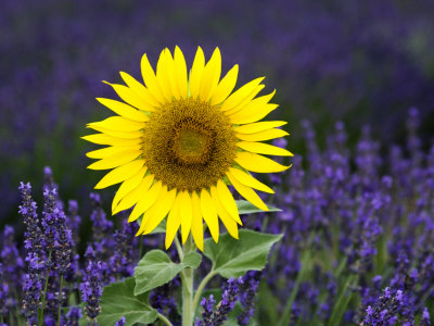 Sunflower (Helianthus Annuus) Amongst Lavender (Lavendula Species), France by Alain Christof Pricing Limited Edition Print image