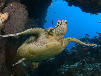 Green Sea Turtle, Sipidan, Malaysia by David B. Fleetham Pricing Limited Edition Print image