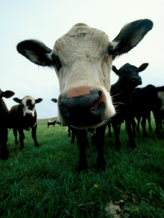 Close-Up Of A Cow's Nose by Fogstock Llc Pricing Limited Edition Print image