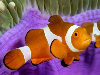 Clown Anemonefish, Mabul Island, Malaysia by David B. Fleetham Pricing Limited Edition Print image