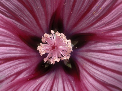 Pink Flower And Lavatera by Jules Cowan Pricing Limited Edition Print image