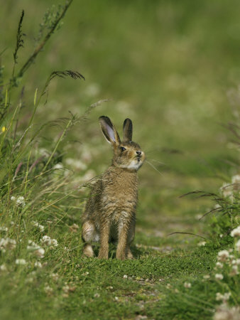 Brown Hare, Leveret Feeding On Grass, Scotland by Mark Hamblin Pricing Limited Edition Print image